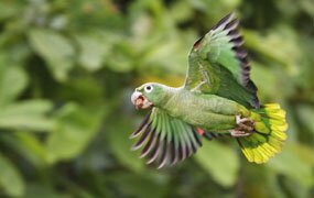 photo provided by Sani Lodge, Ecuador